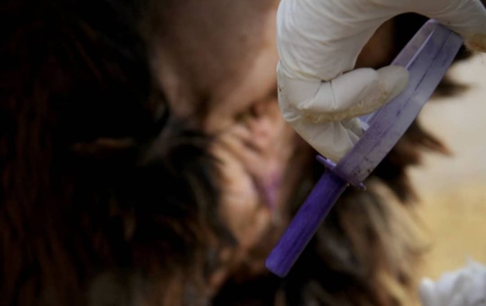 همزمانسازی فحلی در گوسفند